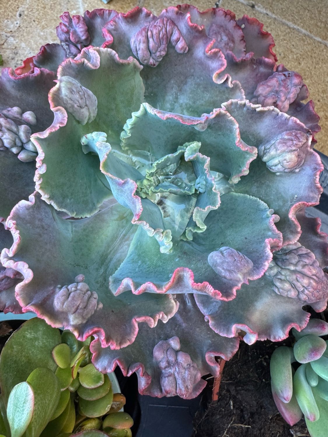 Echeveria Diamond State carunculada