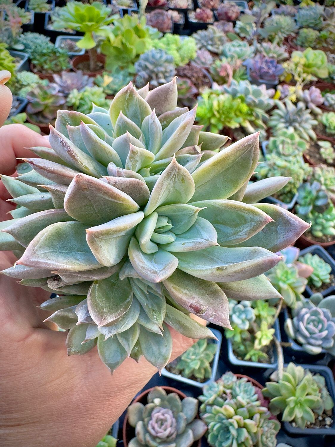 Echeveria Queen silver crestada