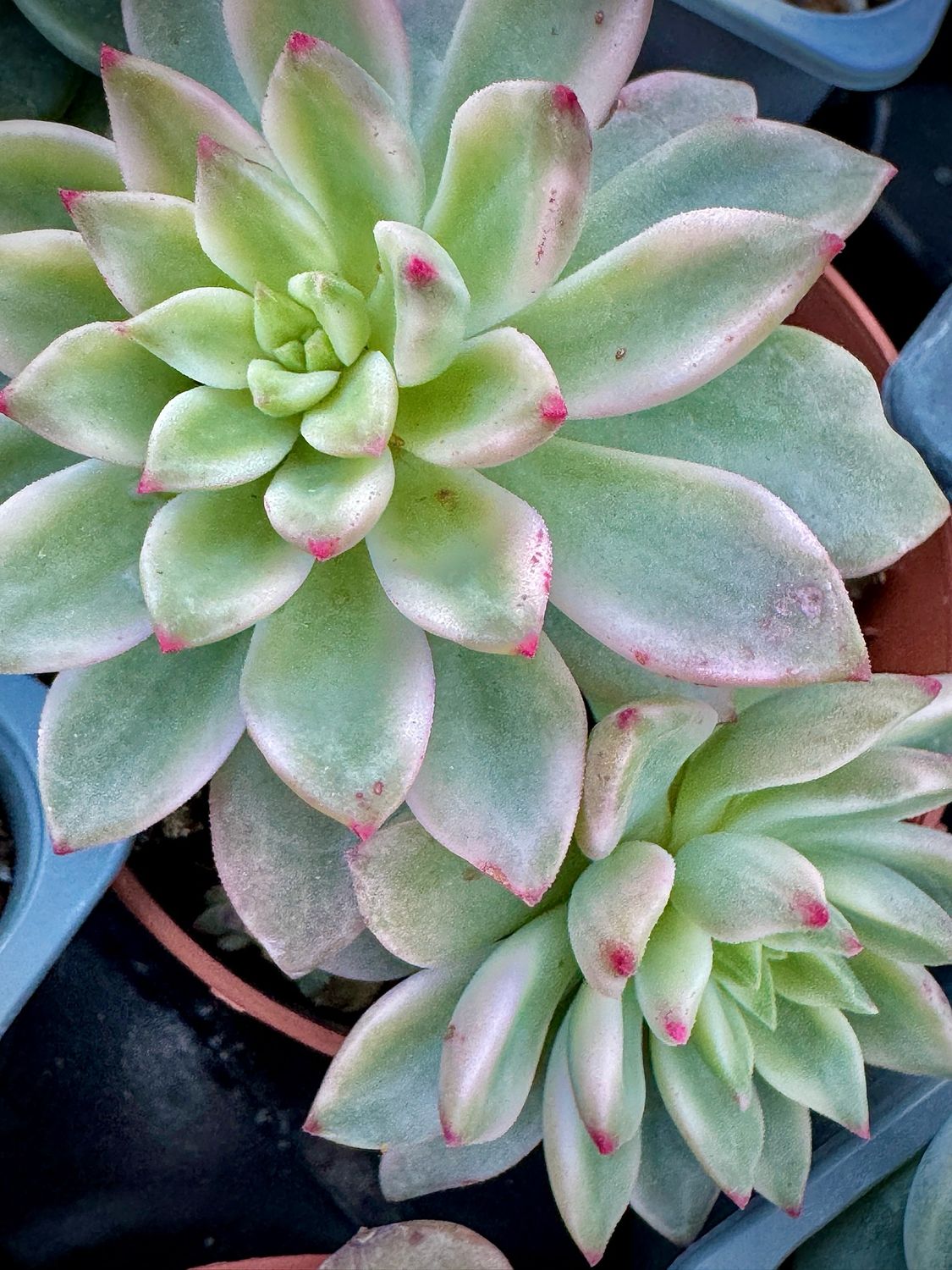Echeveria Green Emerald variegada