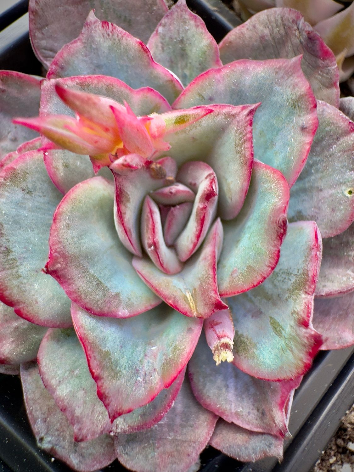 Echeveria Moon Goodes (Esther) variegado inverso
