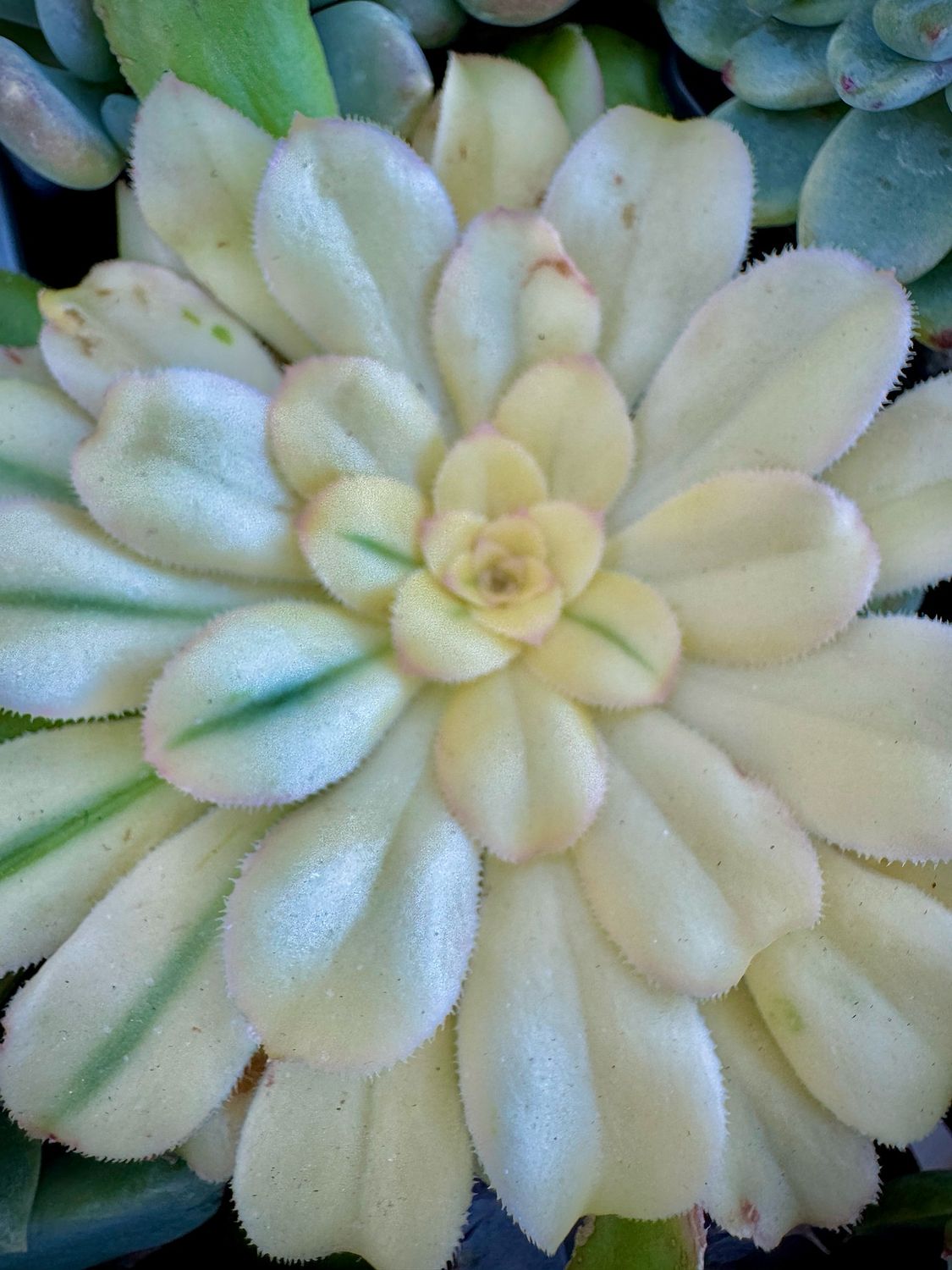 Aeonium arboreum atropurpureum variegado