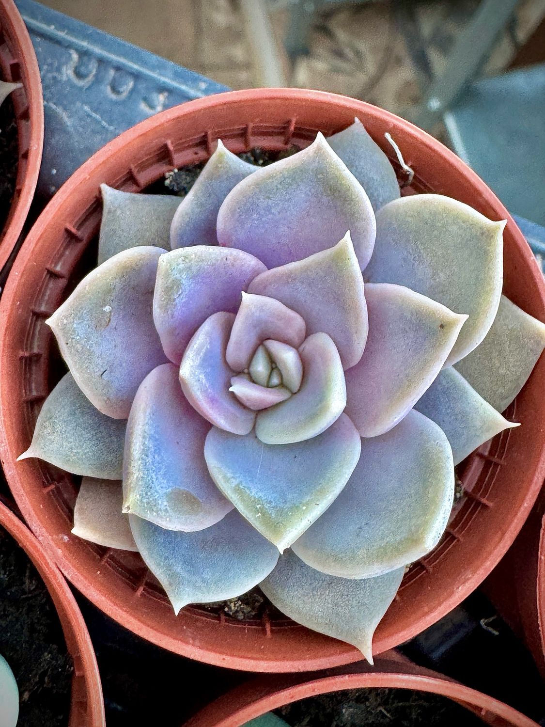Echeveria Carmencita