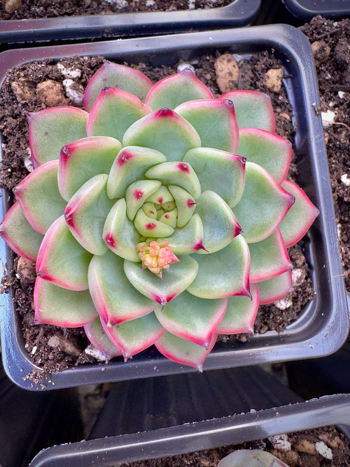 Echeveria Star Jenny
