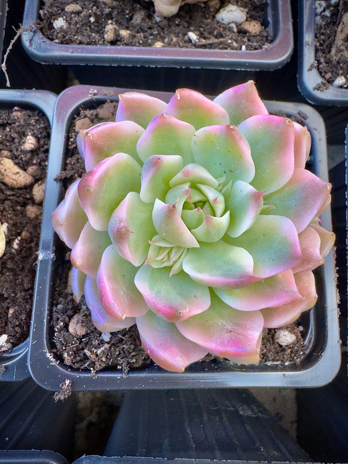 Graptoveria Margaret Repin variegada