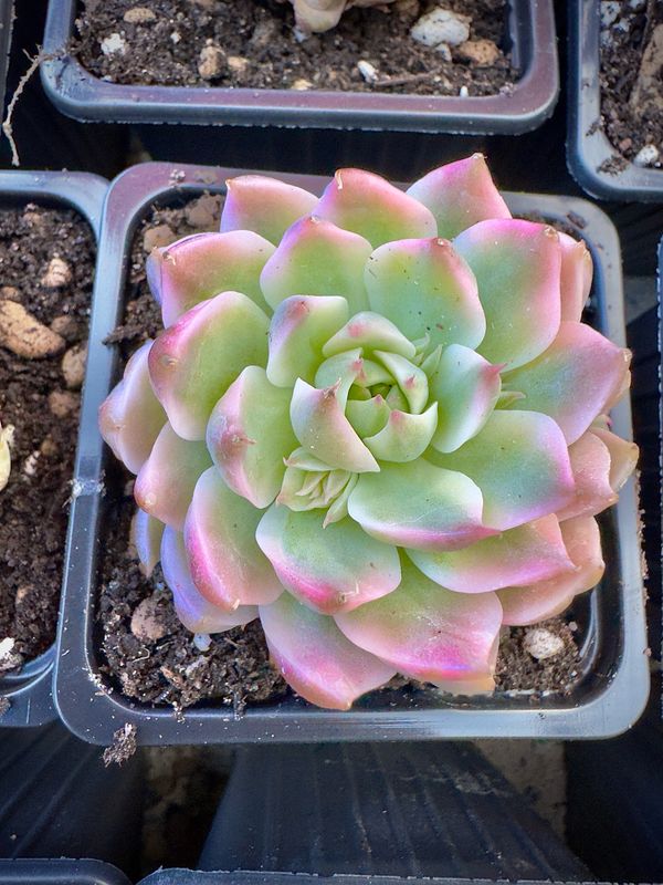 Graptoveria Margaret Repin variegada