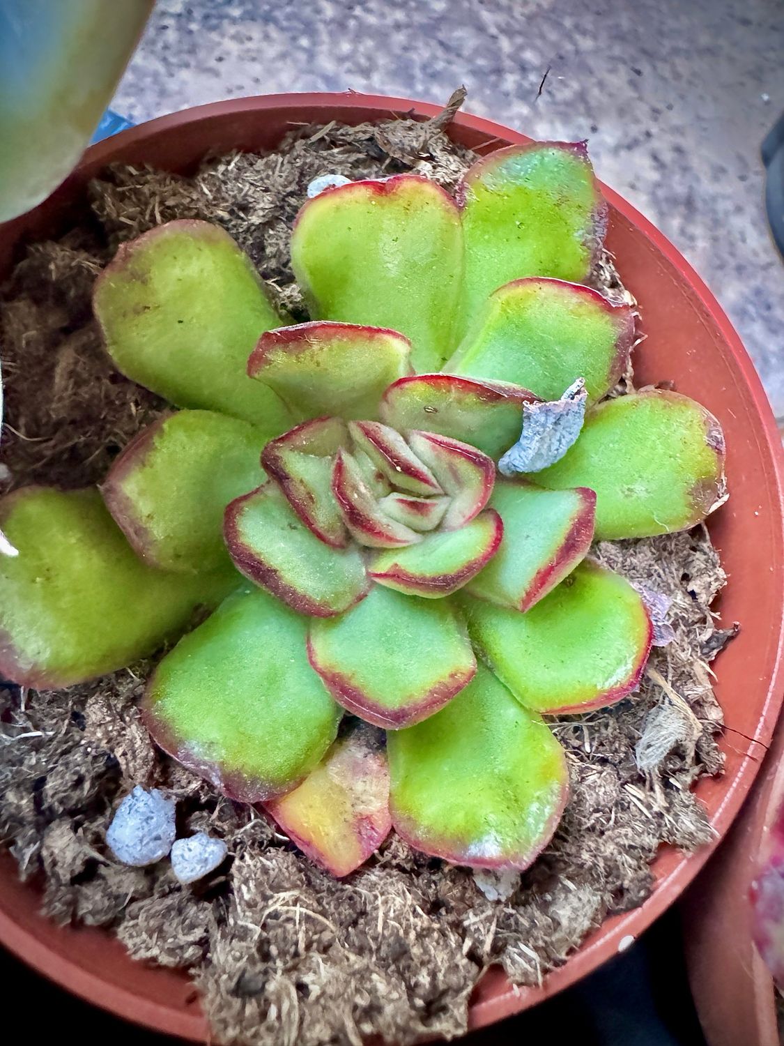 Echeveria Magma Perle
