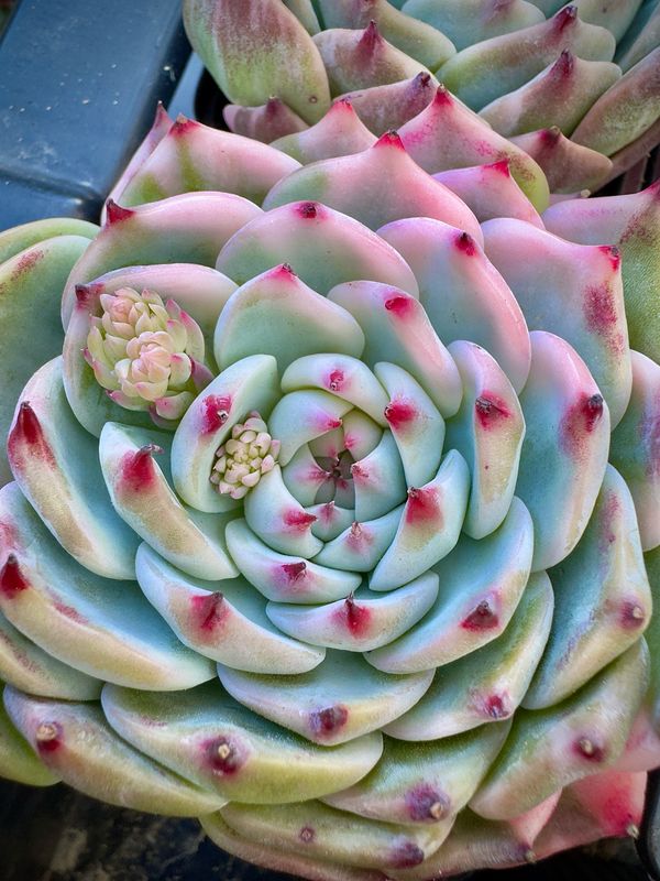 Echeveria Chihuahuensis variegada