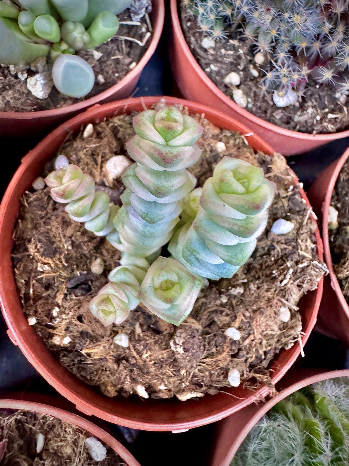 Crassula narnieana Variegada