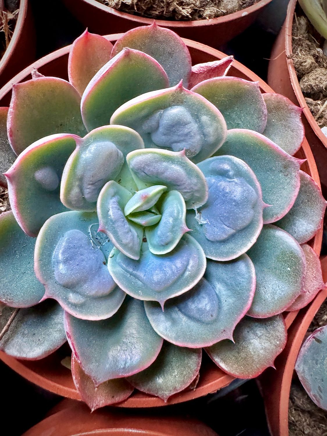 Echeveria Raindrops
