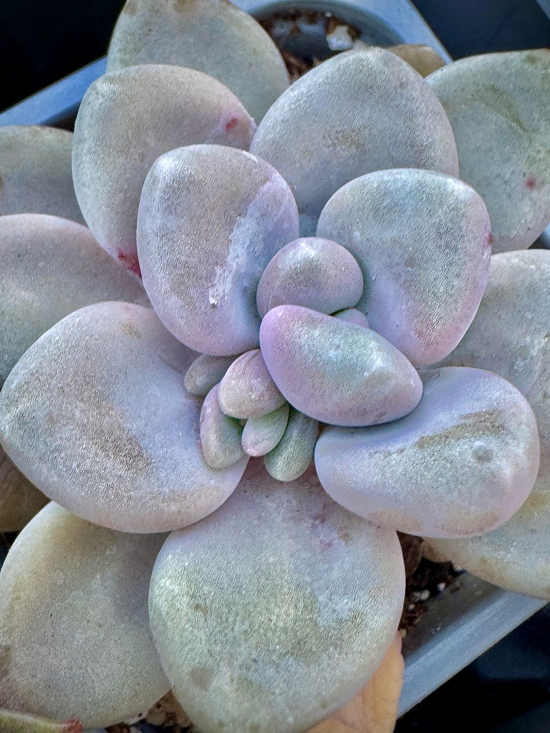 Graptopetalum Paseo