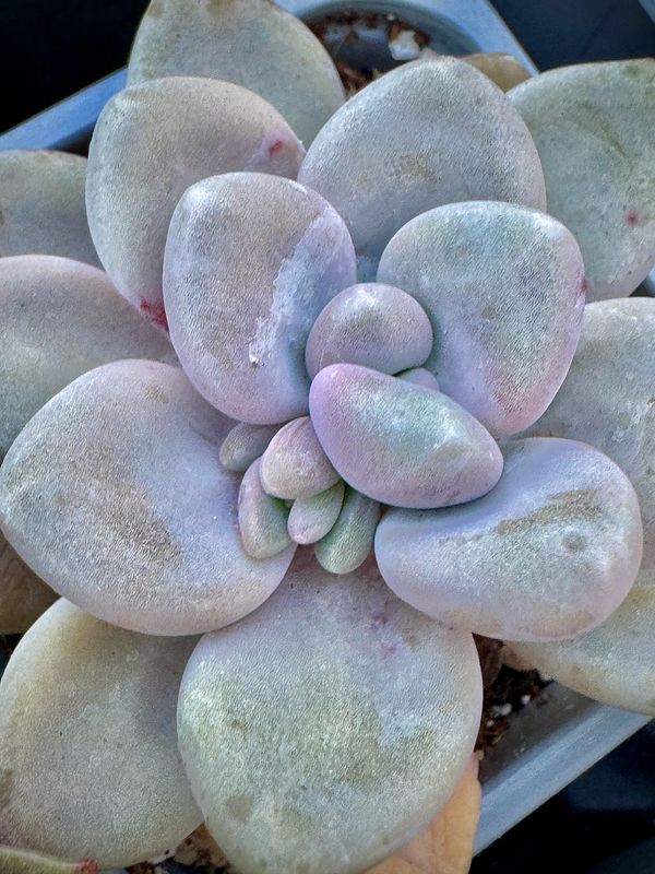 Graptopetalum Paseo