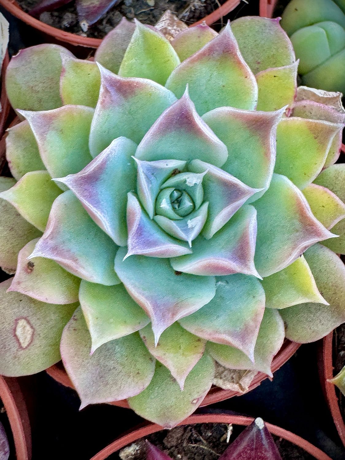 Echeveria Simulans x Gilo