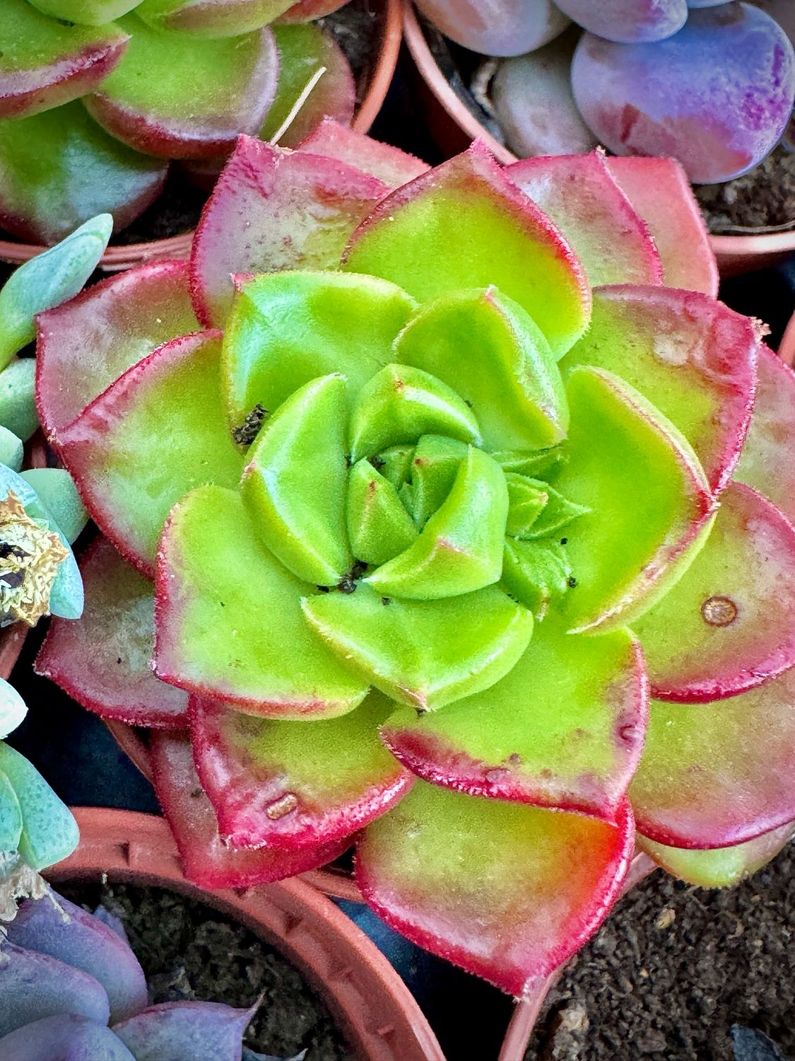 Sedeveria Leticia