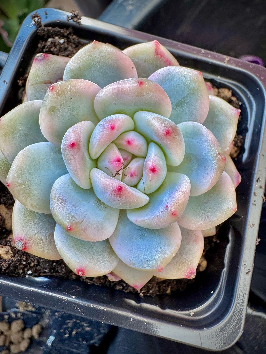 Echeveria Monroe Variegada