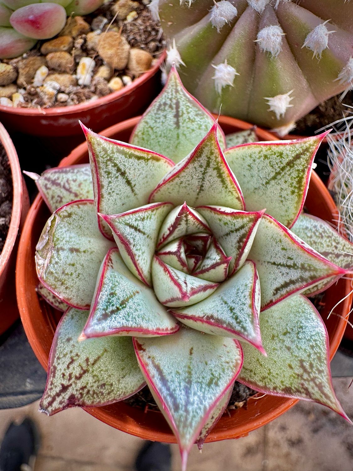 Echeveria White purpusorum
