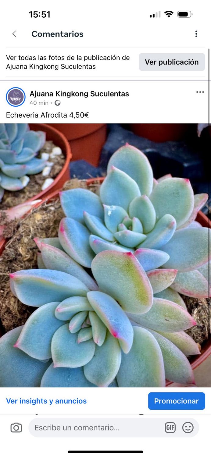 Echeveria Red Power