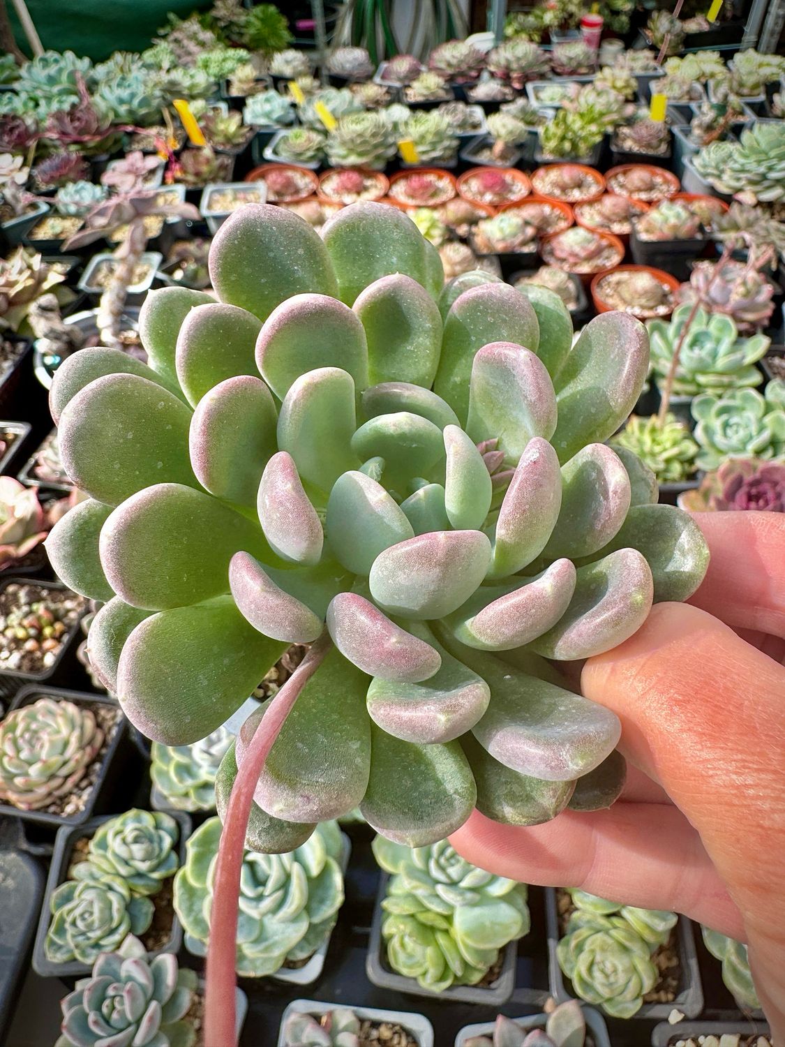 Pachyveria Agate