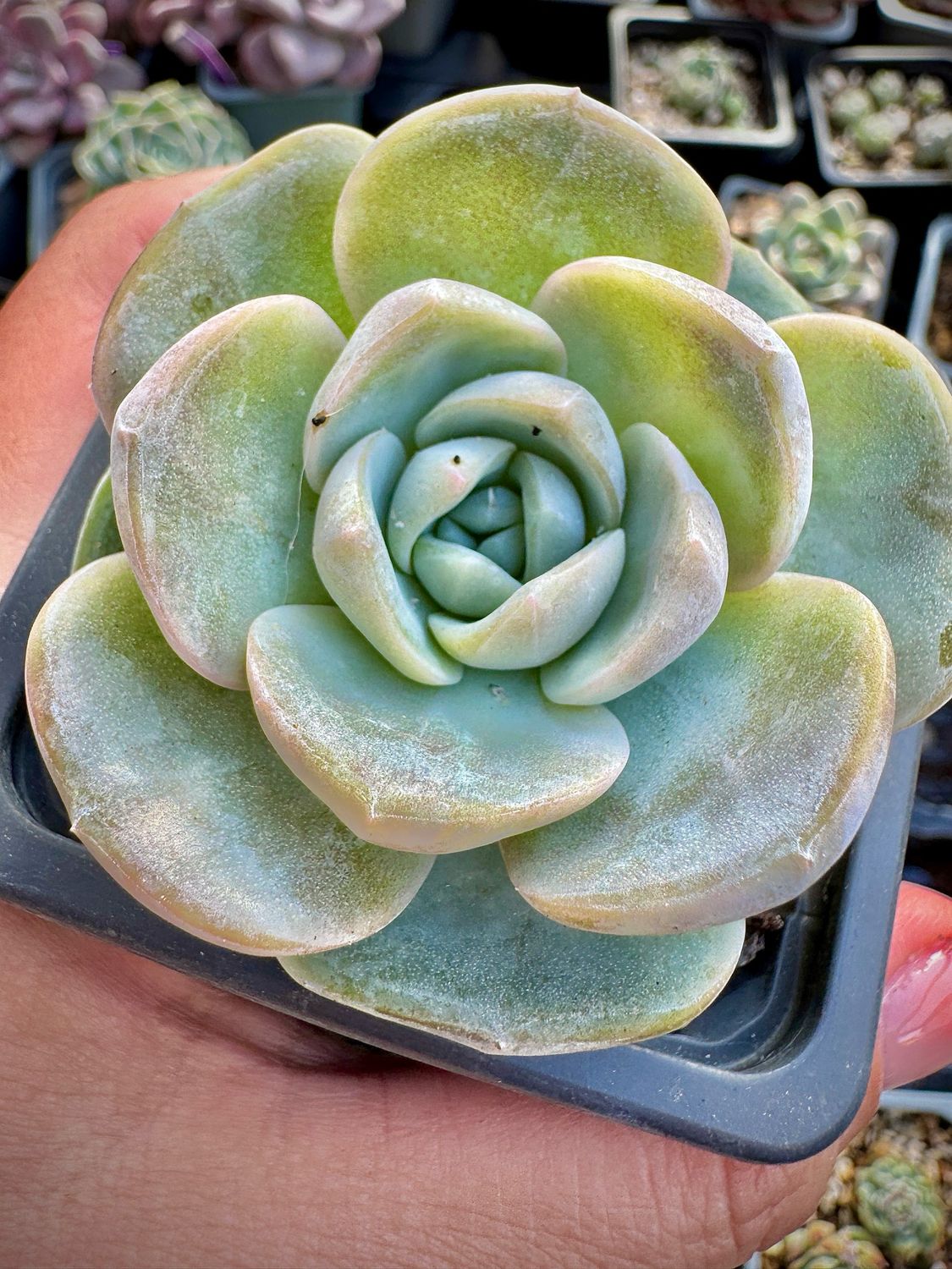 Echeveria Naughty Bobo