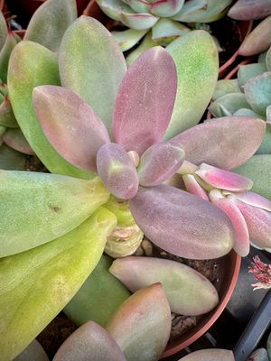 Pachyphytum