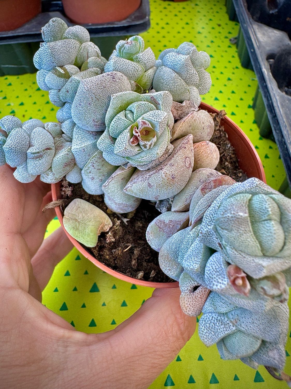 Crassula Deceptor