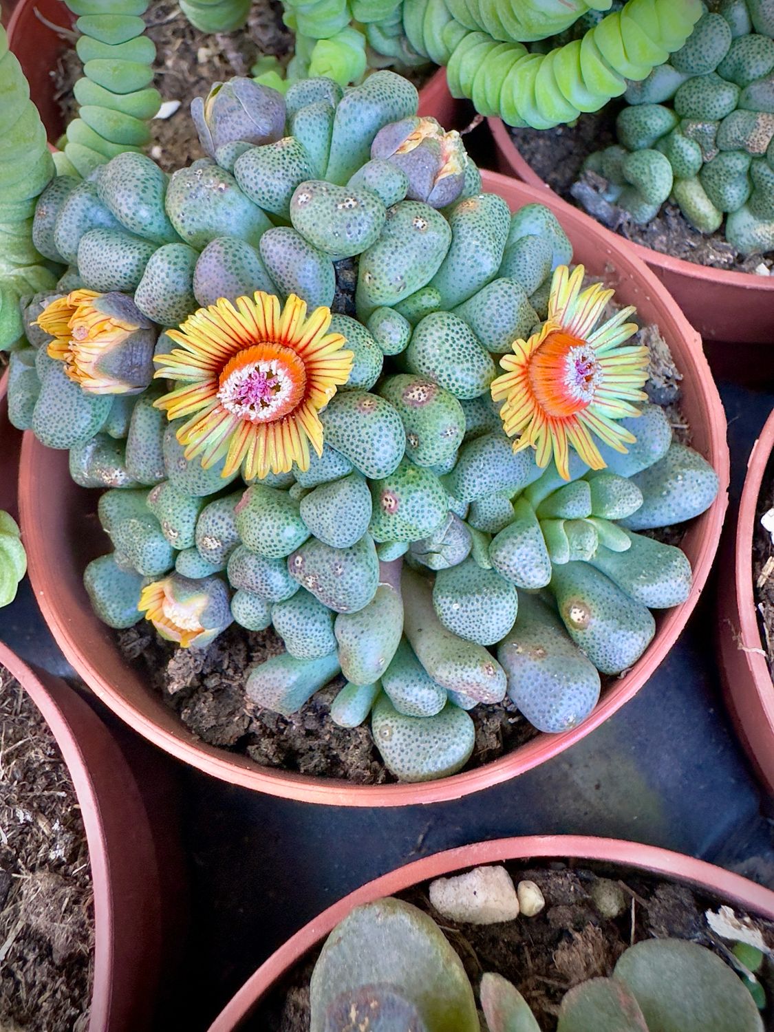 Aloinopsis Schoonnesi