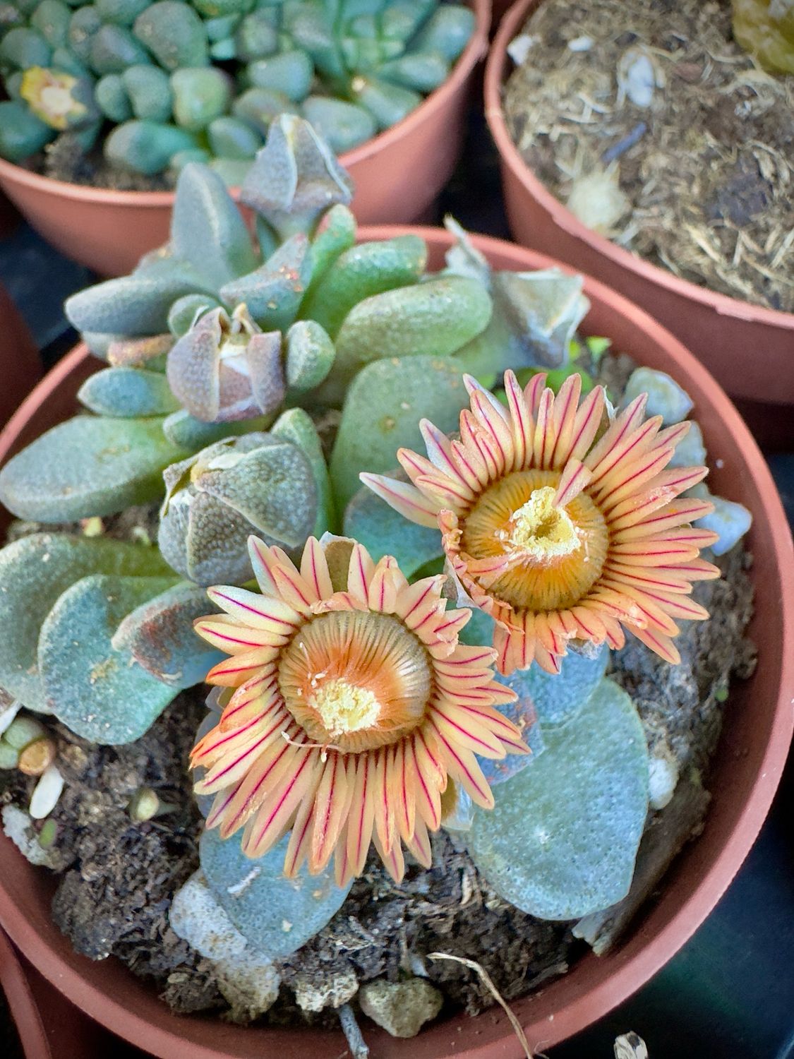 Aloinopsis Rosurata