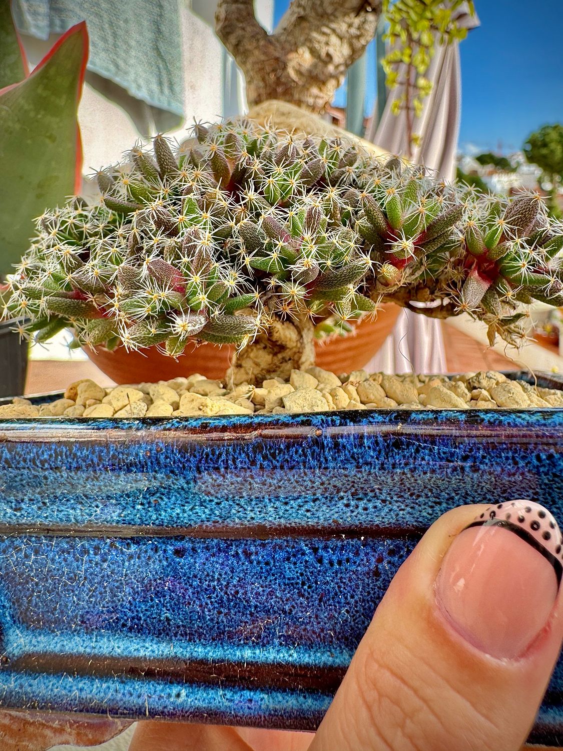 Trichodiadema Densum