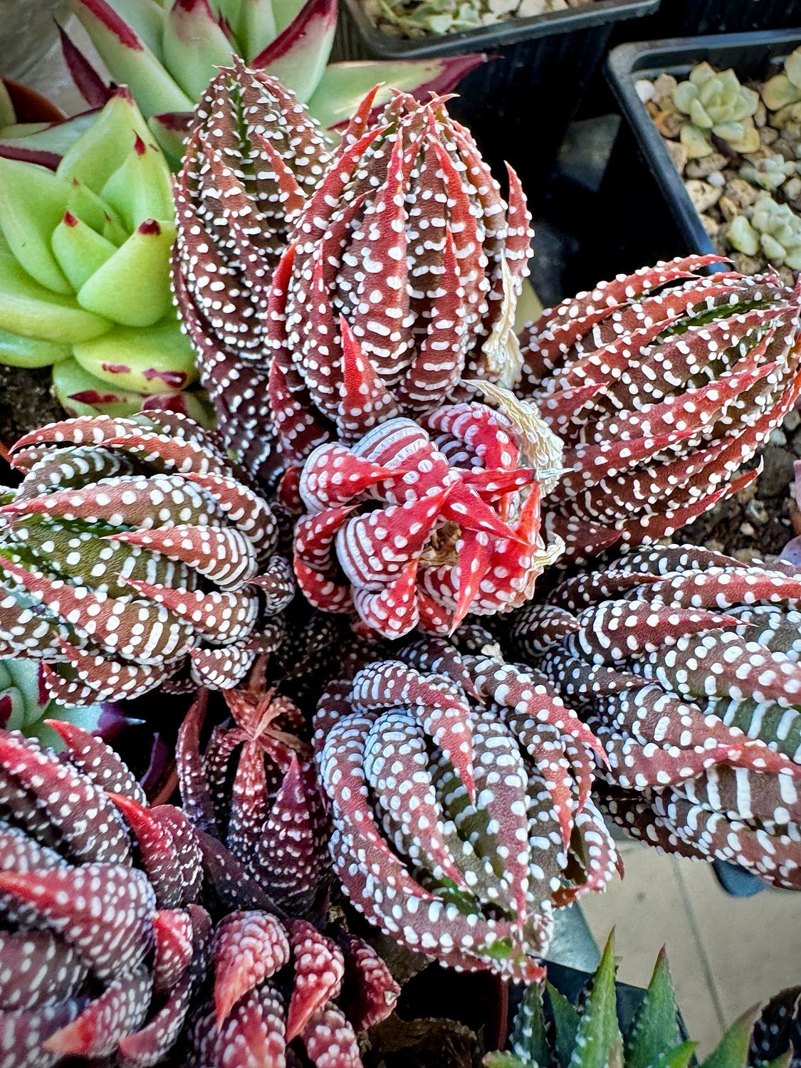 Haworthiopsis coarctata