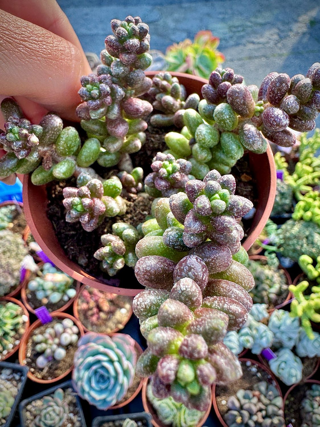 Sedum furfuraceum