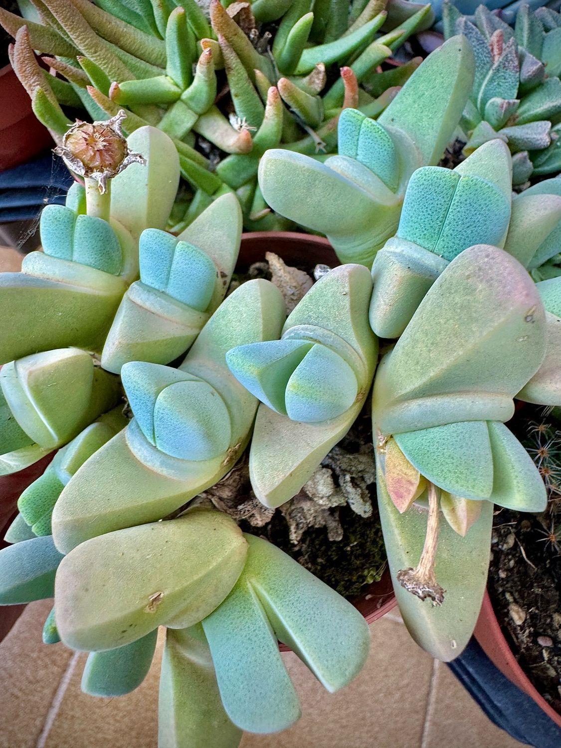Lapidaria margaretae