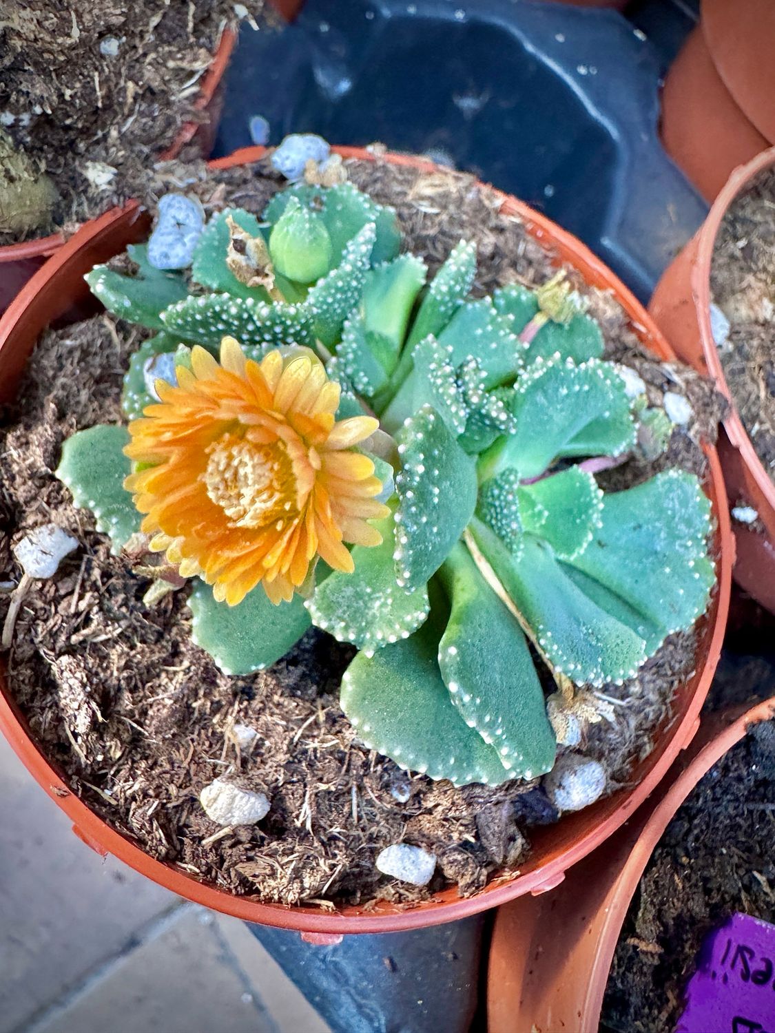 Alionopsis Malherbei