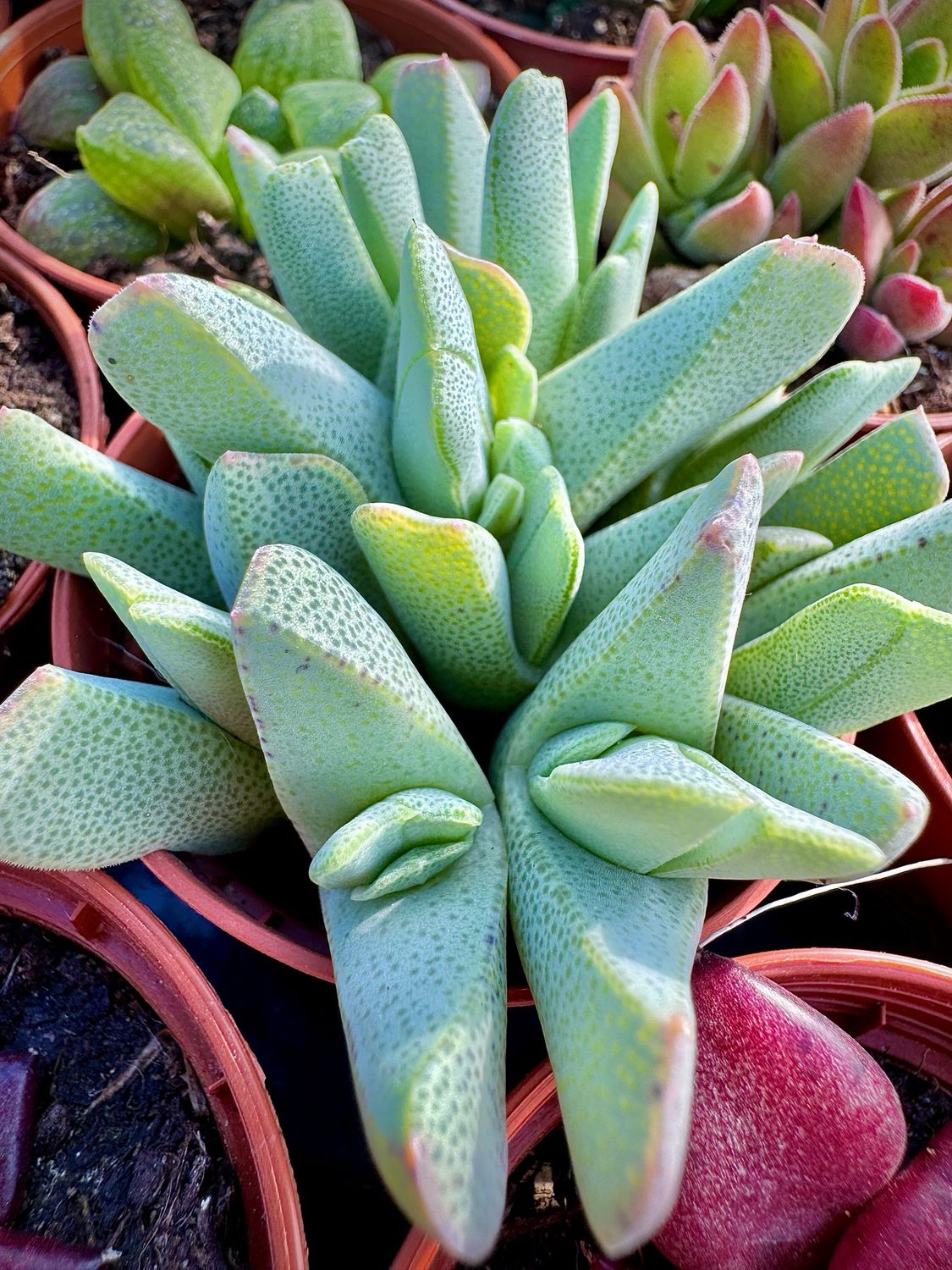 Cheiridopsis Pillansii