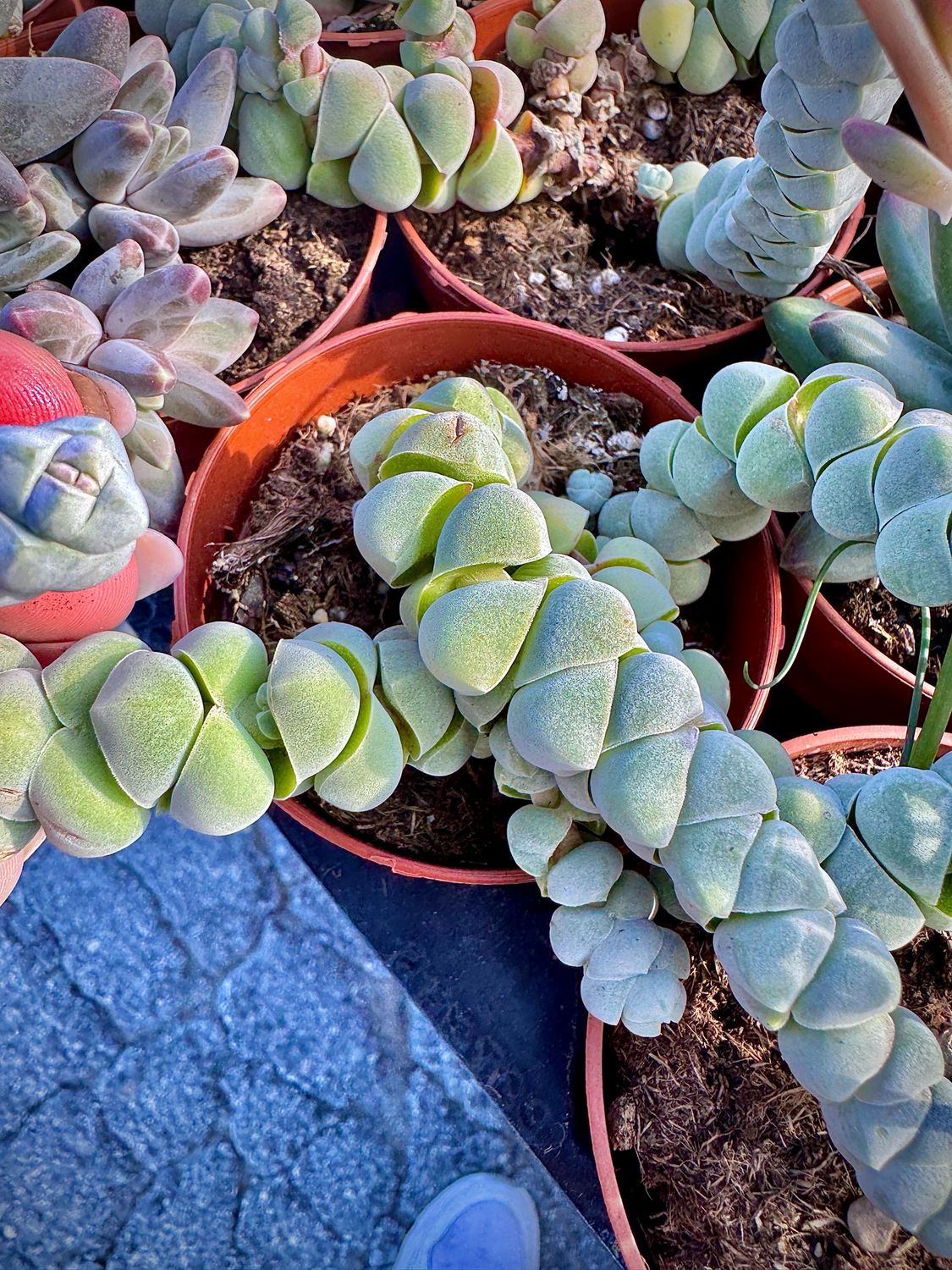 Crassula plegamatoides