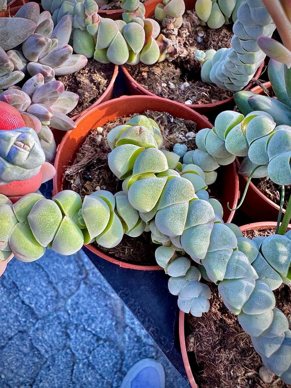 Crassula plegamatoides