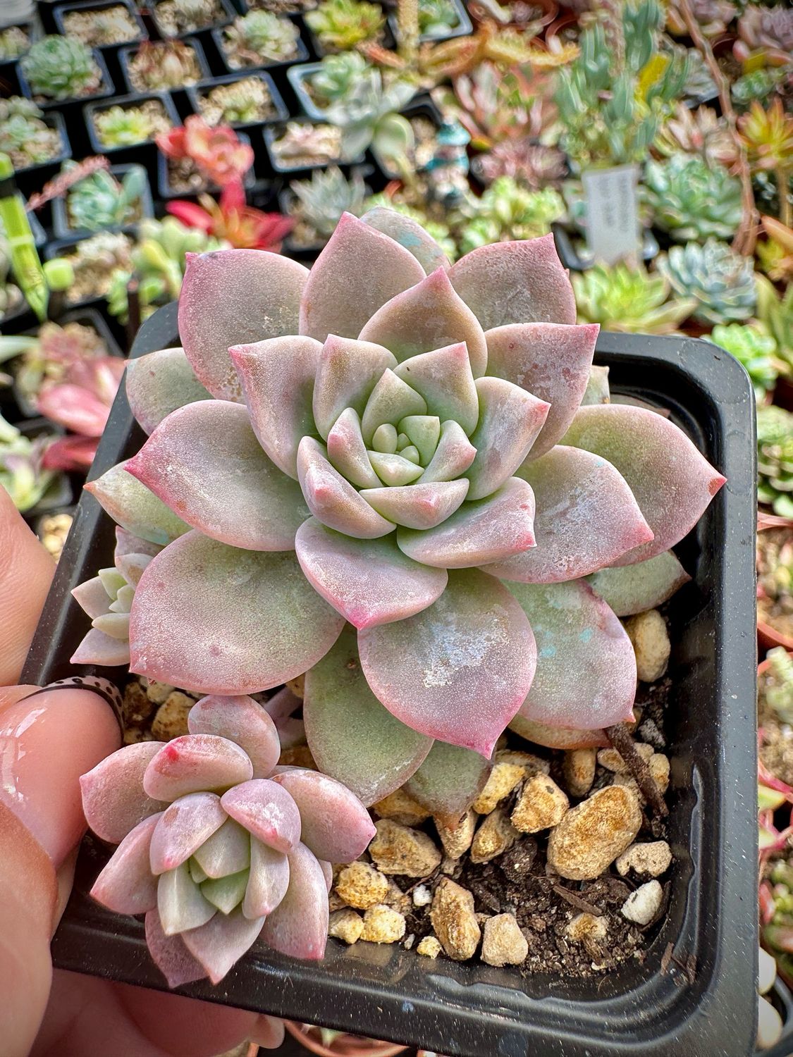 Graptoveria Milky Way