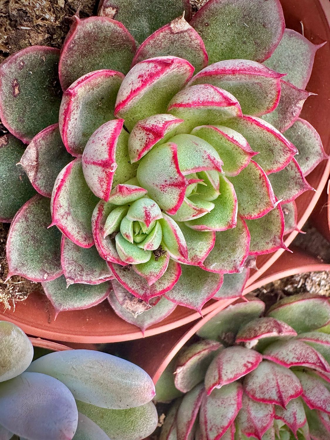 Echeveria Alita