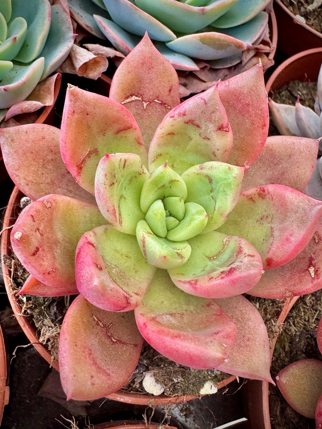 Echeveria Klasman
