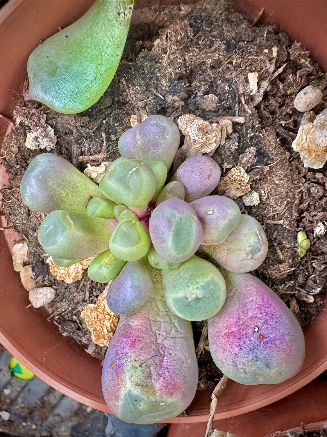 Fenestraria Rophalophylla