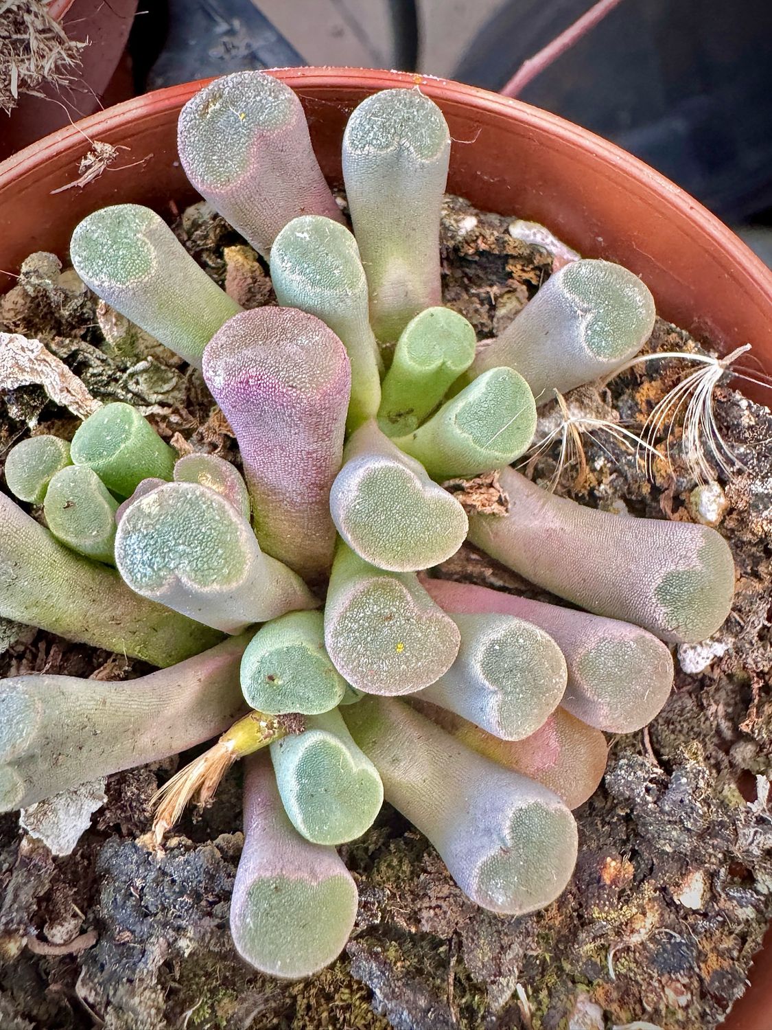 Frithia Pulchra
