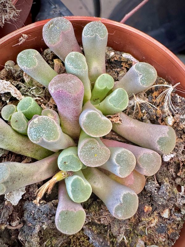Frithia Pulchra