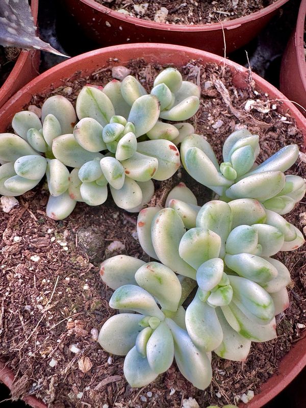 Sedum Mickey Mouse jelly bean variegado