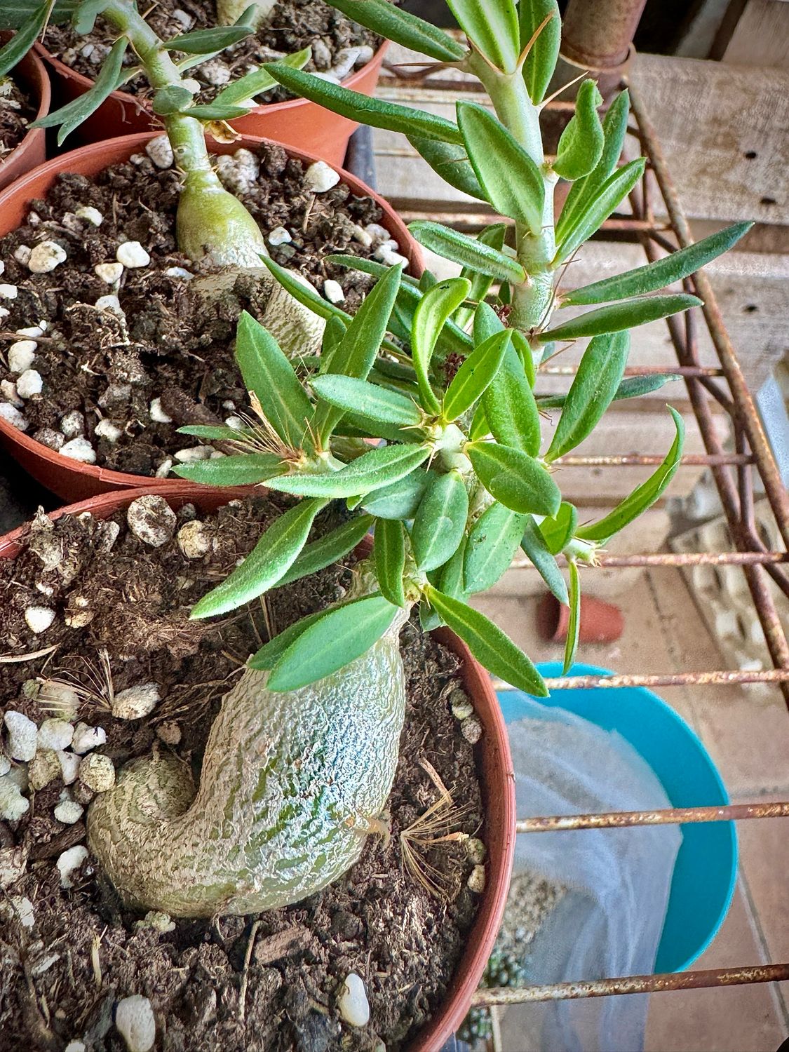 Pachypodium bispinosum
