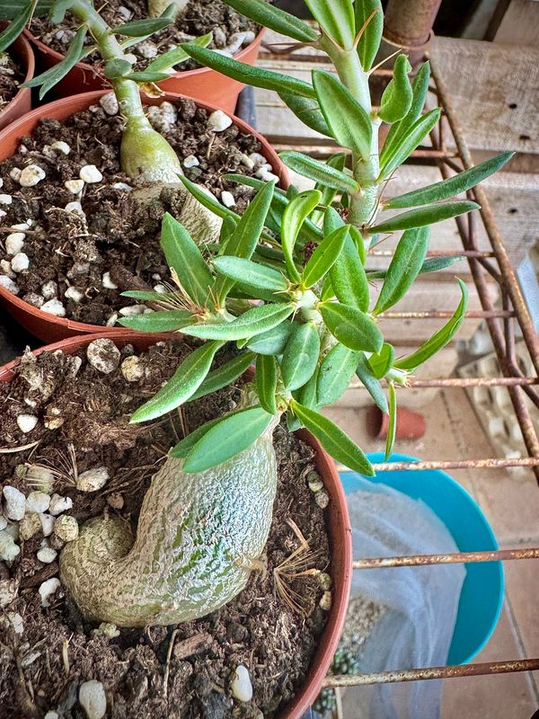 Pachypodium bispinosum