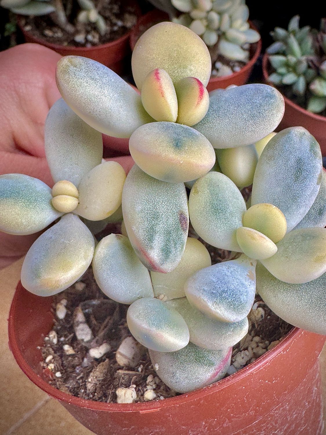 Cotyledon orbiculata Oophylla variegado