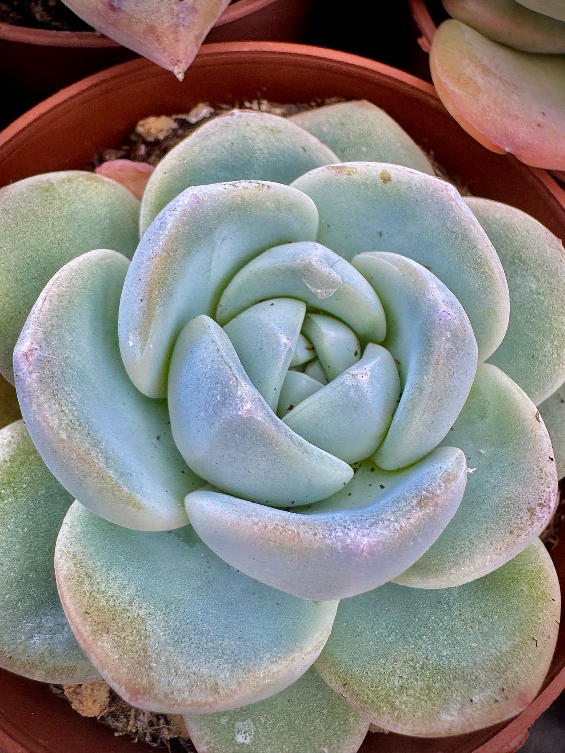 Echeveria Jade Butterfly