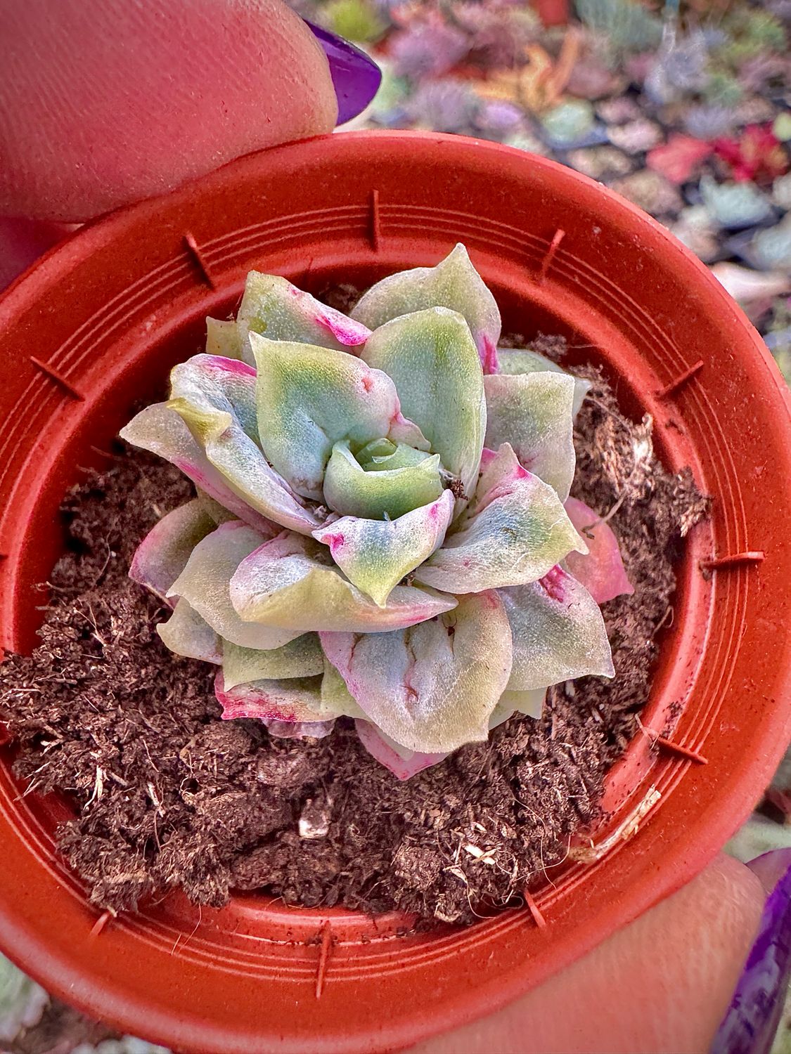 Echeveria Hades