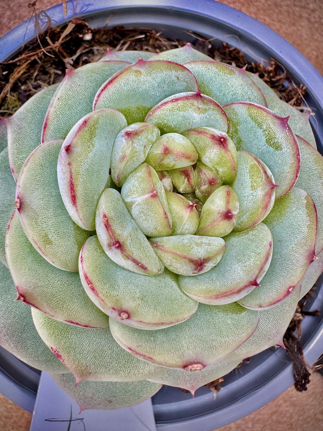 Echeveria Red Velvet