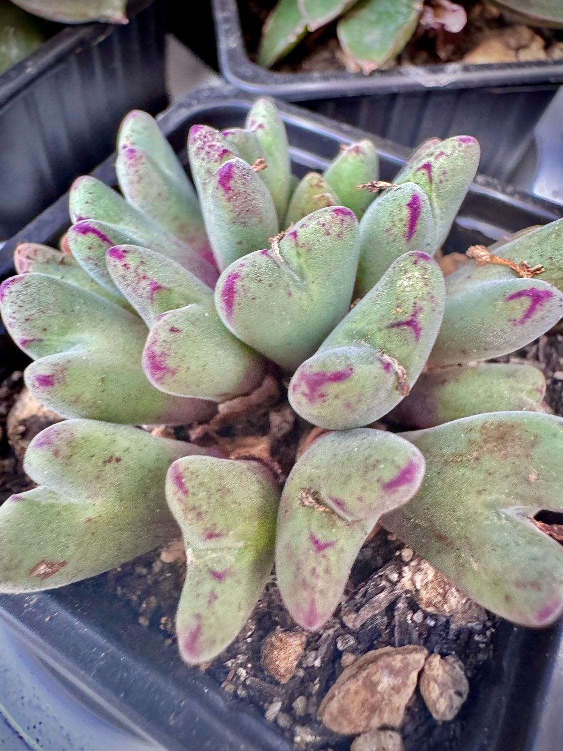 Conophytum Chauviniae