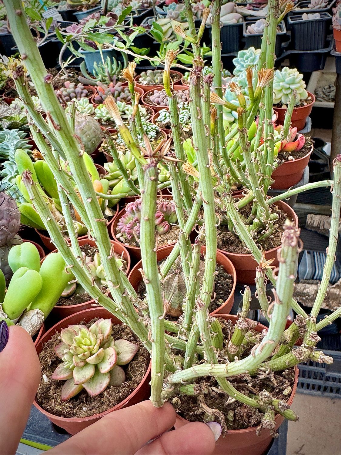 Senecio Longiflorus
