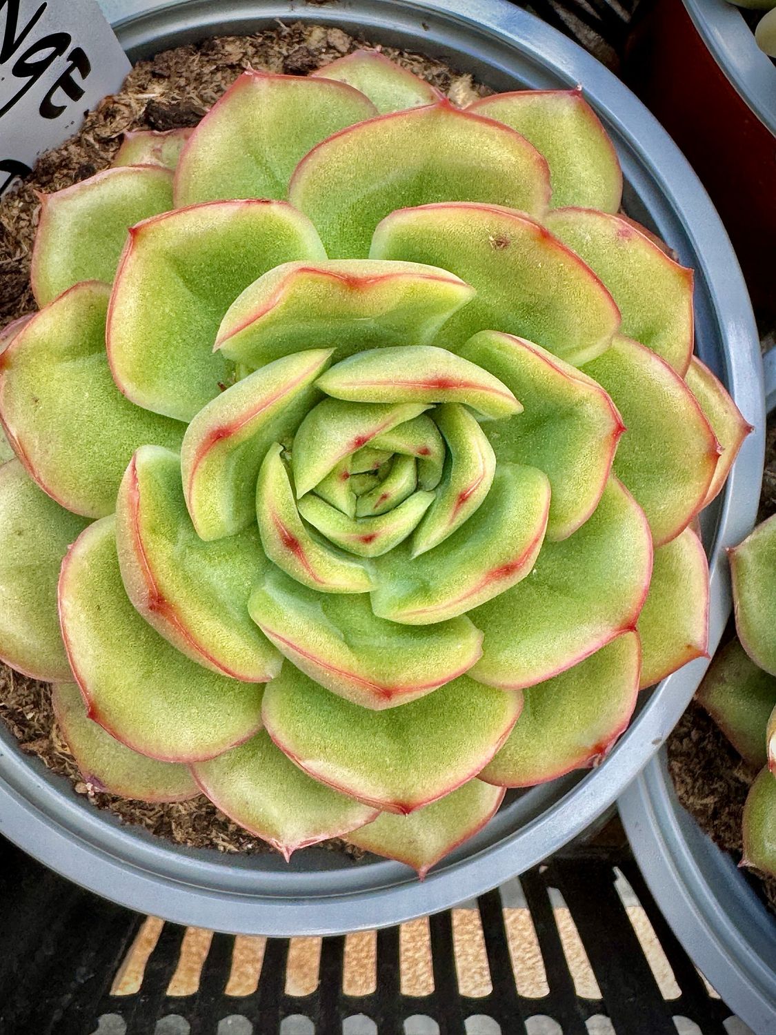 Echeveria Orange Crystal